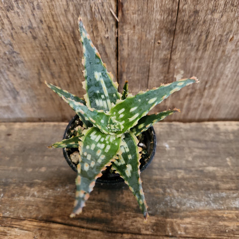 aloe vera plant thailand Thai Hybrid Aloe | Succulents