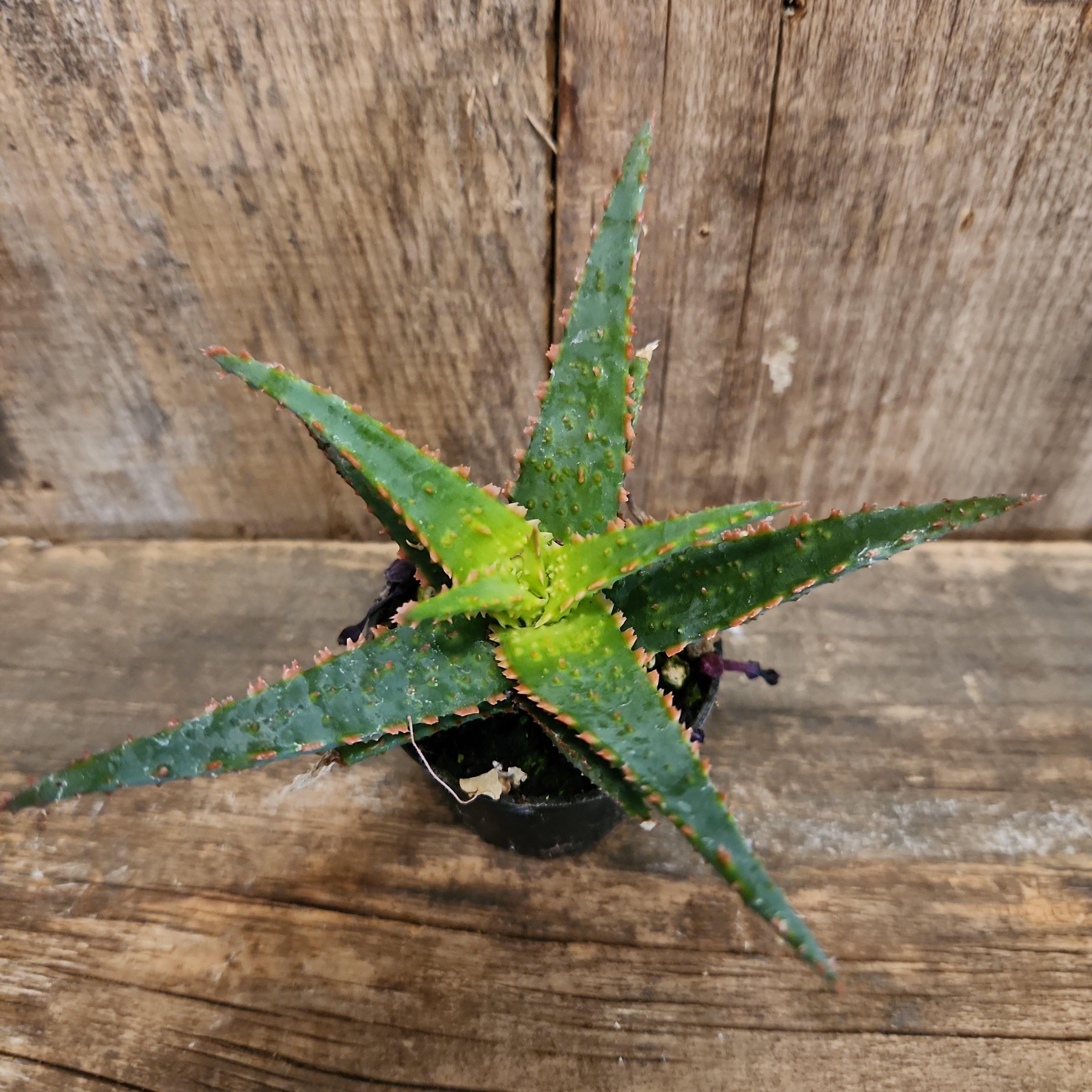 Thai Aloe Hybrid