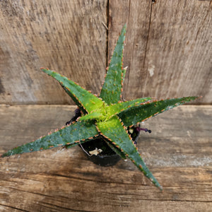 Aloe hybride Thaï