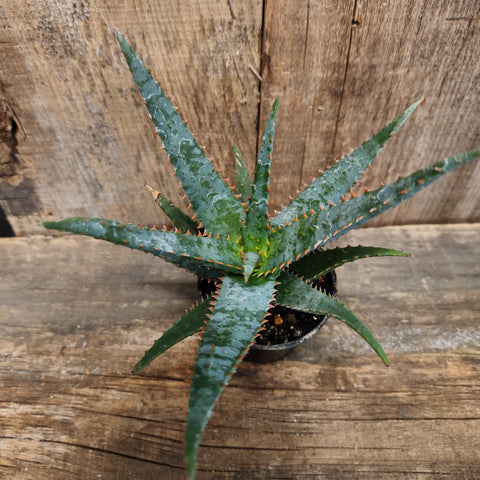 Thai Hybrid Aloe | Succulents