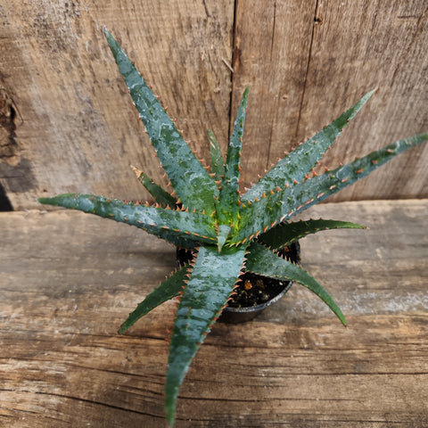 Thai Hybrid Aloe 