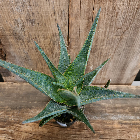 Thai Hybrid Aloe | Succulents