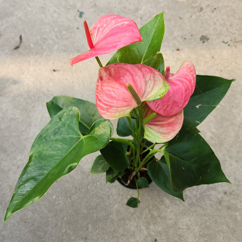 anthurium pandola Anthurium andreanum 'Pink' | Tropical