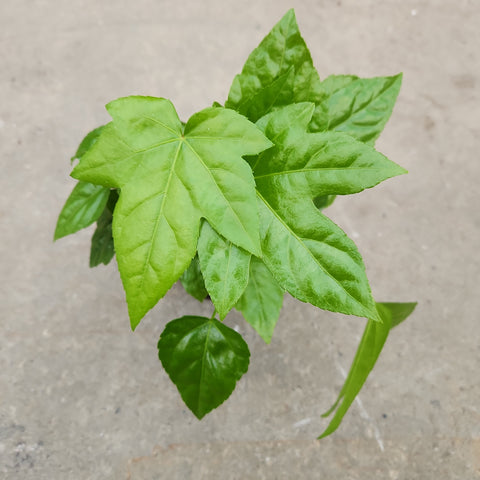 Fatsia japonica