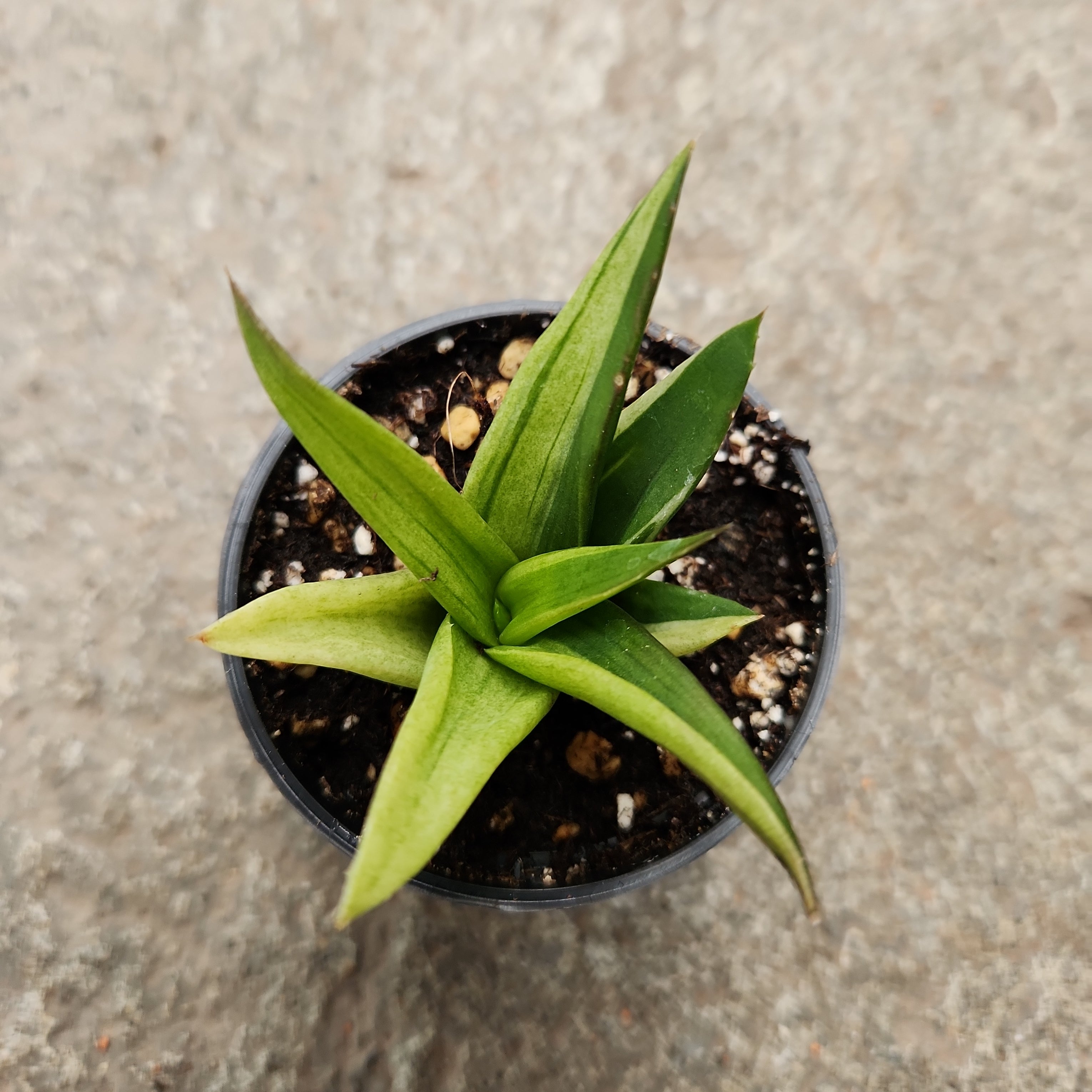 Aloe cv. Black gem f. variegata