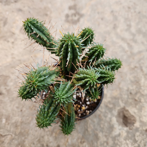 Euphorbia mammillaris