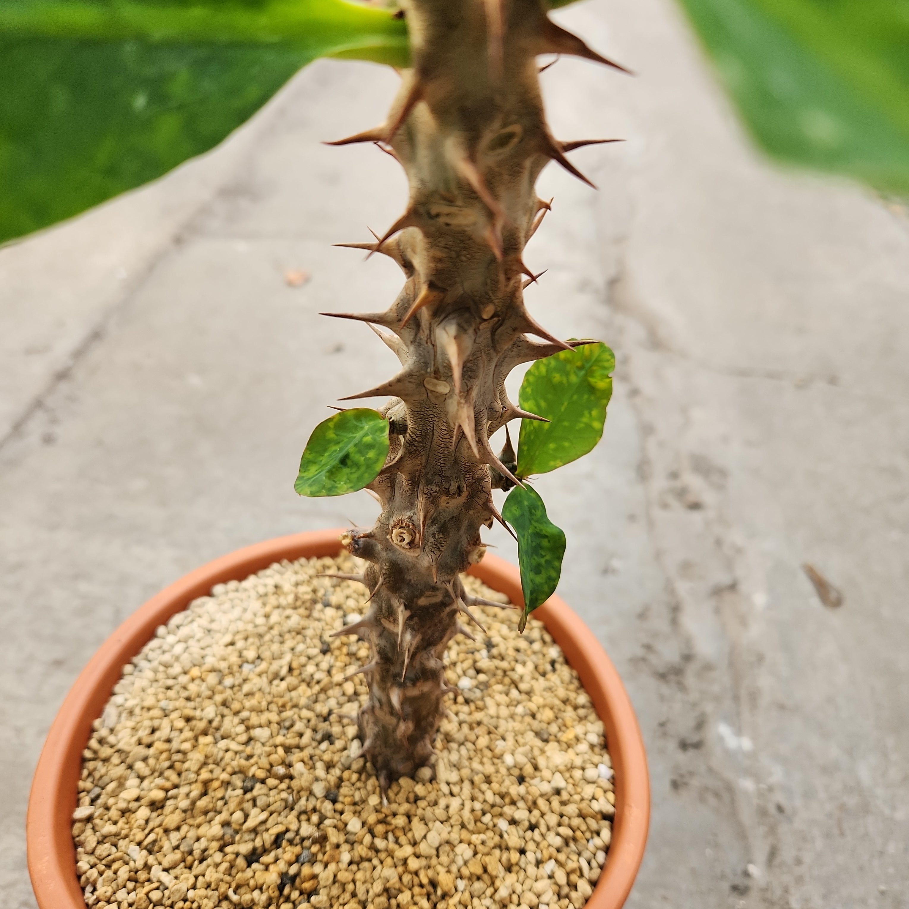 Euphorbia milii 'Grandiflora