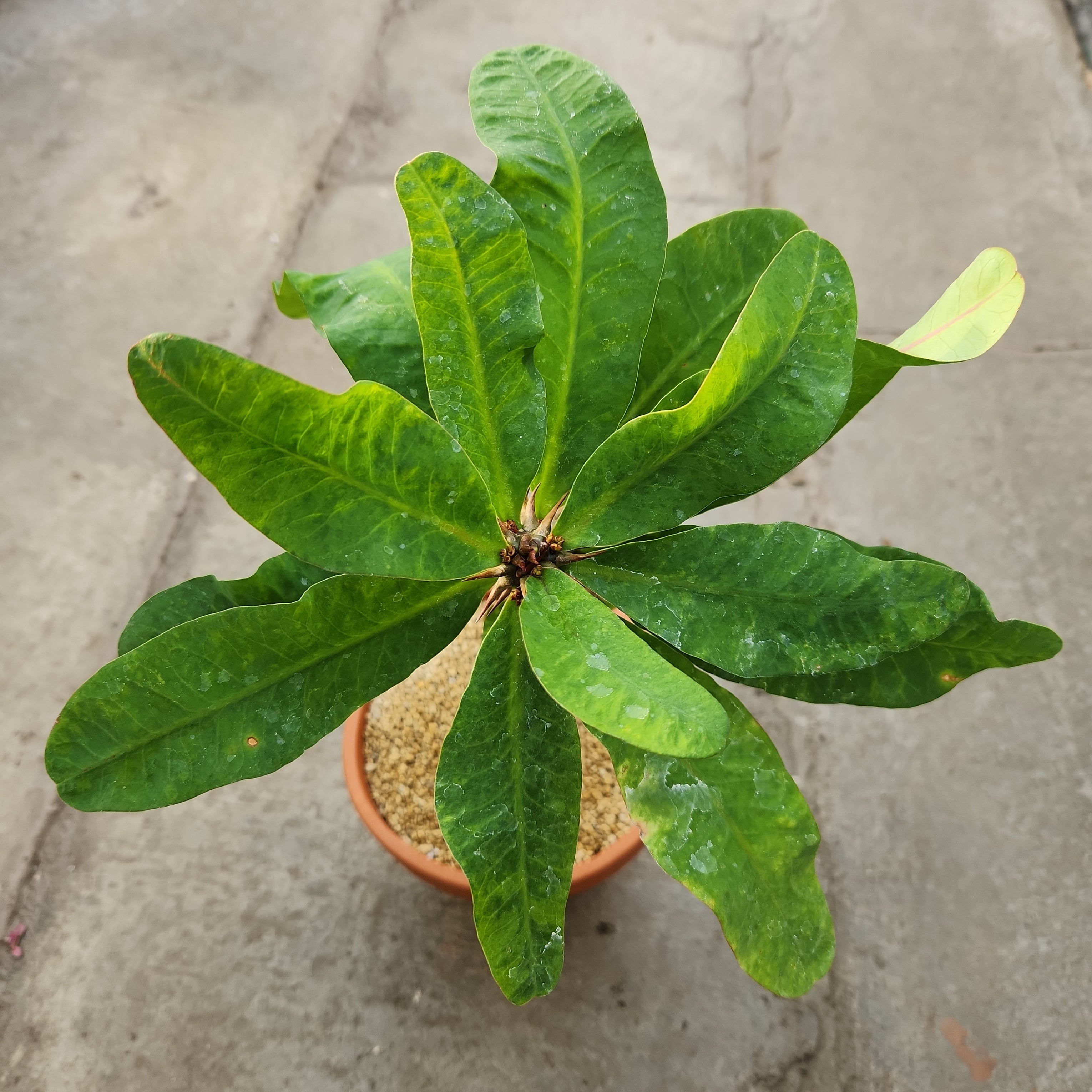 Euphorbia milii 'Grandiflora
