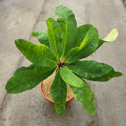 Euphorbia milii 'Grandiflora'