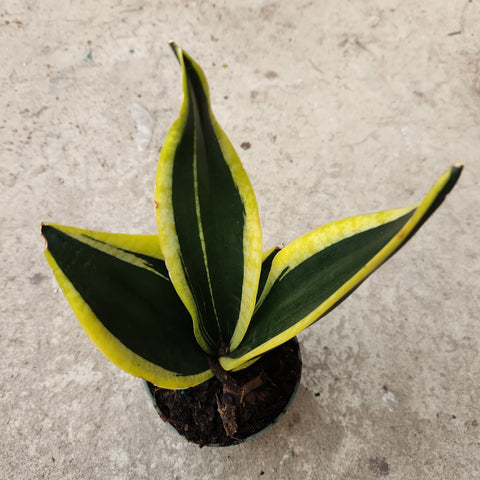 Sansevieria black and gold