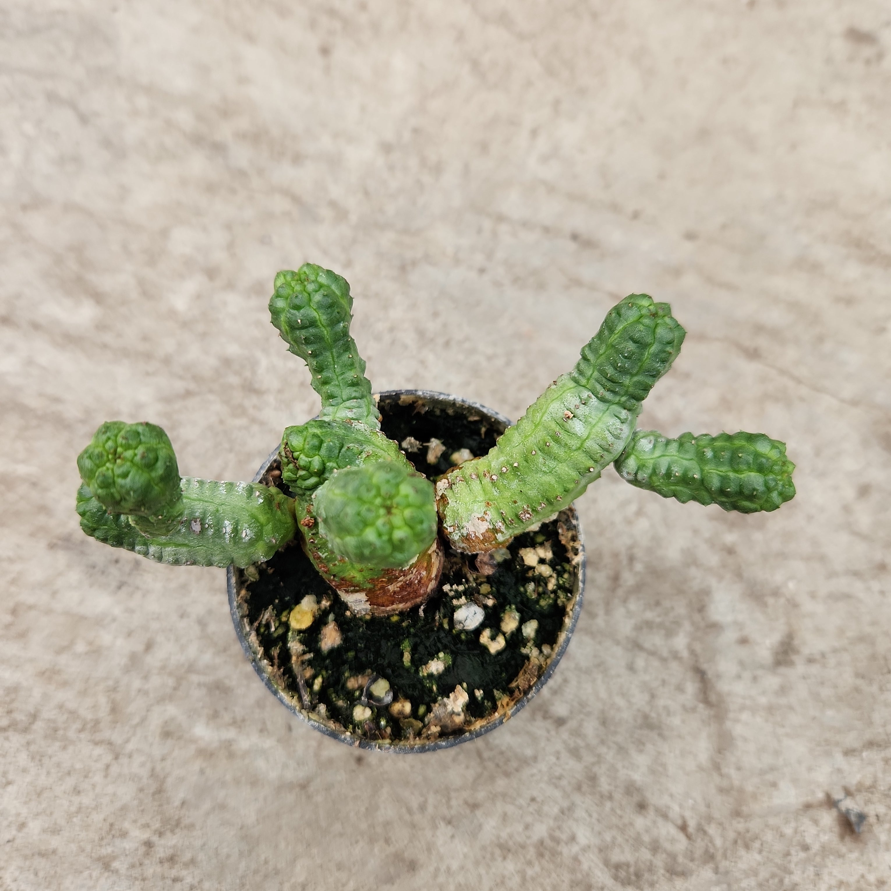 Euphorbia pseudoglobosa cv Green form