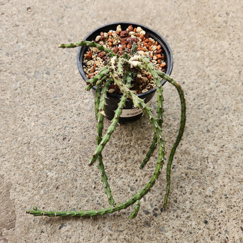 Euphorbia dichroa 