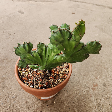 Euphorbia antiquorum cristata