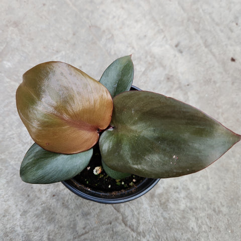 red heart philodendron Philodendron 'Red heart' – Serres Lavoie