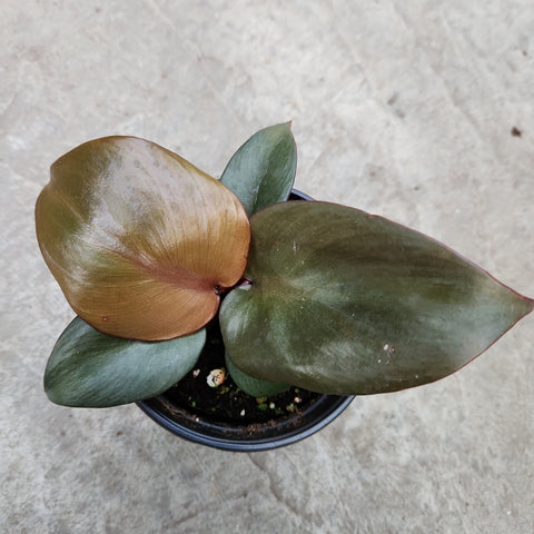 Philodendron 'Red heart