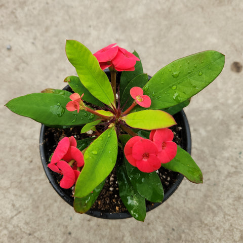 Euphorbia milii 'Vulkanus'