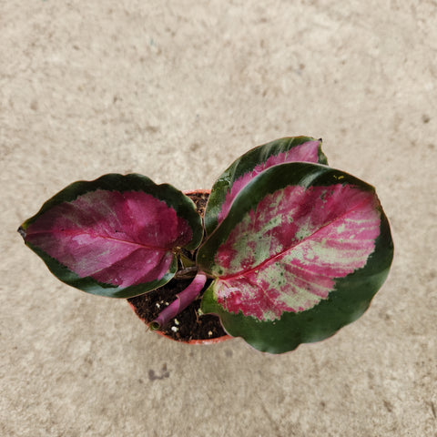 Calathea Roseopicta Lumineuse Plante D'Intérieur Rose 30-40Cm Pot Inclus - GardenersDream - Gamm vert Calathea Roseopicta Lumineuse Plante D'Intérieur Rose 30-40Cm Pot Inclus - GardenersDream - Gamm vert