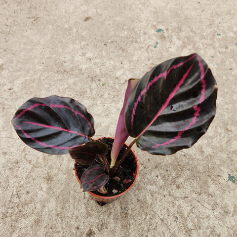 Calathea roseopicta