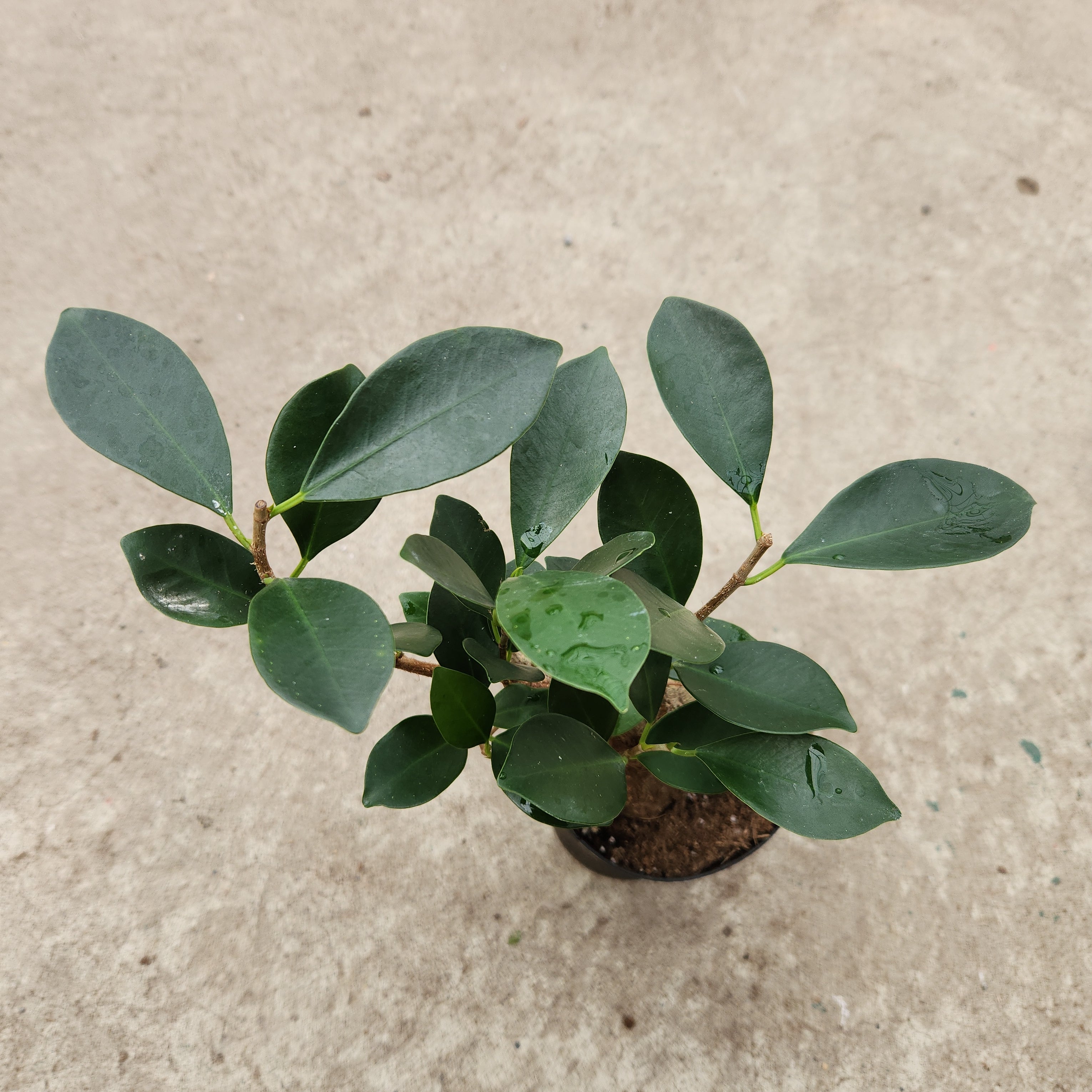 Ficus 'Ginseng'