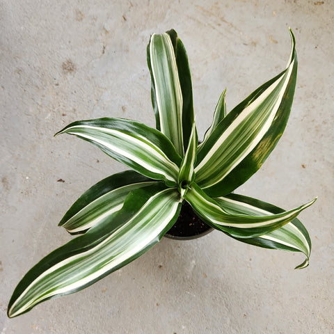 dracaena warneckii jade jewel Dracaena fragrans 'Jade Jewel' | Tropical