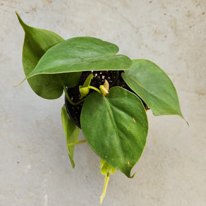 Open image in slideshow, Philodendron hederaceum
