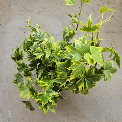 Hedera helix 'Yellow Ripple'