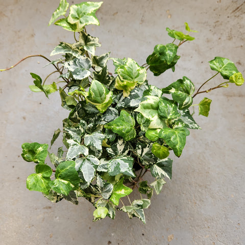 Hedera helix 'Kolibri'