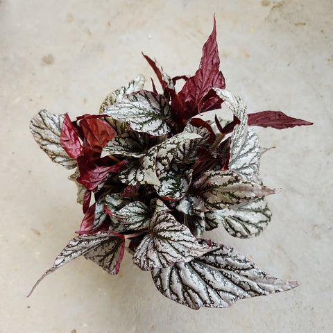 Begonia rex 'Jolly Silver'