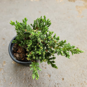 Ouvrir l&#39;image dans le diaporama, Juniperus procumbens
