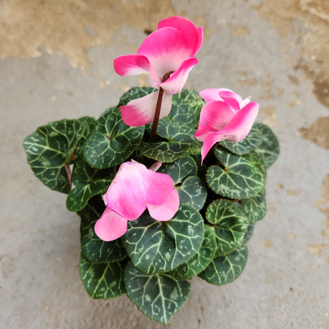 Cyclamen persicum pink and white