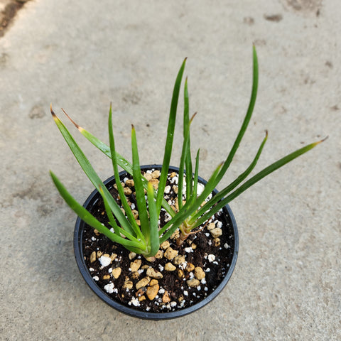 Bulbine frutescens