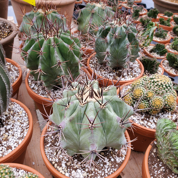 Echinocactus ingens – Serres Lavoie