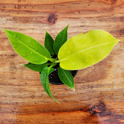 philodendron rush Philodendron rush – Serres Lavoie
