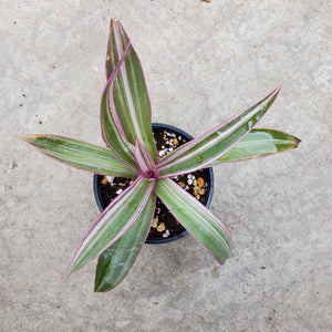 Open the image in the slideshow, Tradescantia Spathacea Tricolor Tropicales
