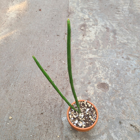 Euphorbia Leucodendron