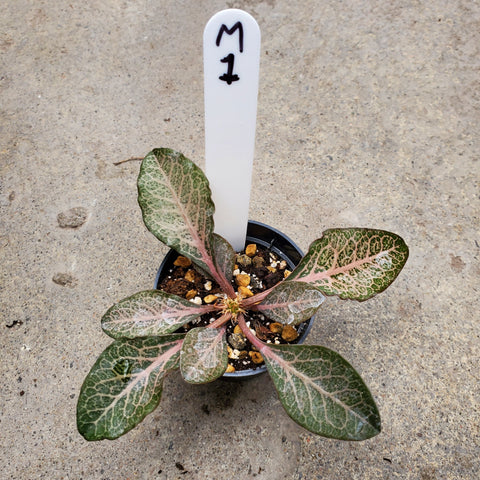 Euphorbia Francoisii Maple 1