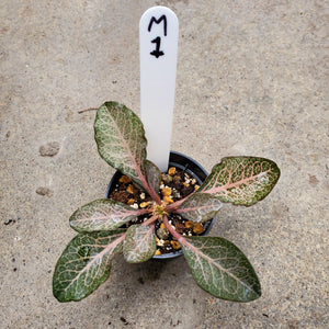Ouvrir l&#39;image dans le diaporama, Euphorbia Francoisii Maple 1

