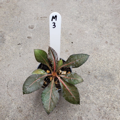 Euphorbia Francoisii Maple 3
