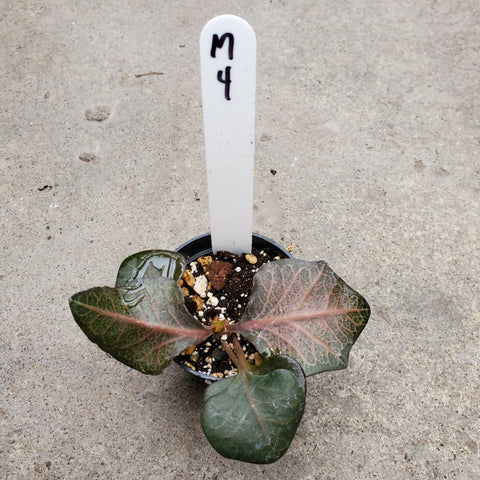 Euphorbia Francoisii Maple 4