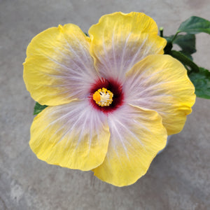 Open image in slideshow, Hibiscus rosa-sinensis 'Fifth Dimension

