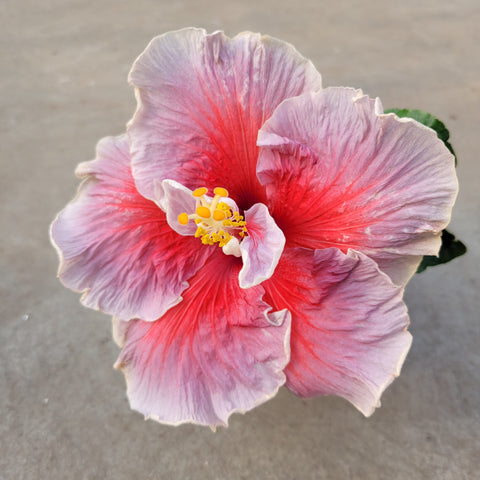 Hibiscus rosa-sinensis 'Tahitian Trace Vermont' 