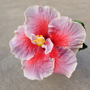 Ouvrir l&#39;image dans le diaporama, Hibiscus rosa-sinensis &#39;Tahitian Trace Vermont&#39;

