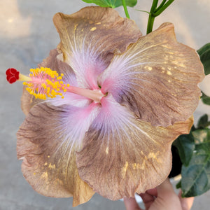 Ouvrir l&#39;image dans le diaporama, Hibiscus rosa-sinensis &#39;Thunder Egg&#39;
