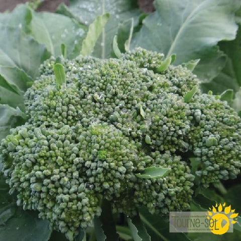 Cicco Broccoli Seeds *Organic*