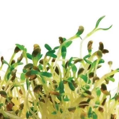Organic* alfalfa microfoam seed