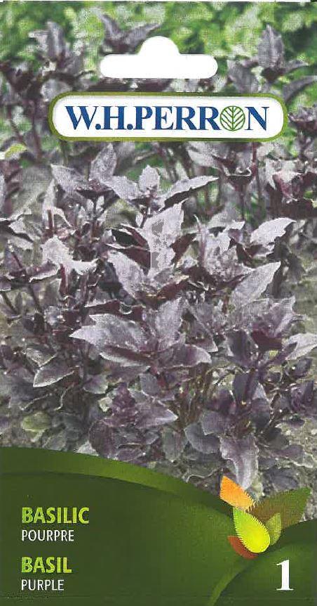 Purple Basil Seed Seedling