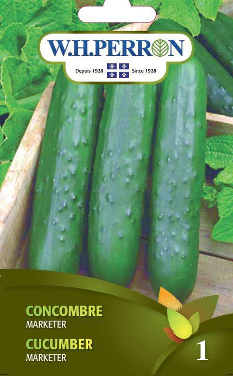 Cucumber Seed Marketer Seedling