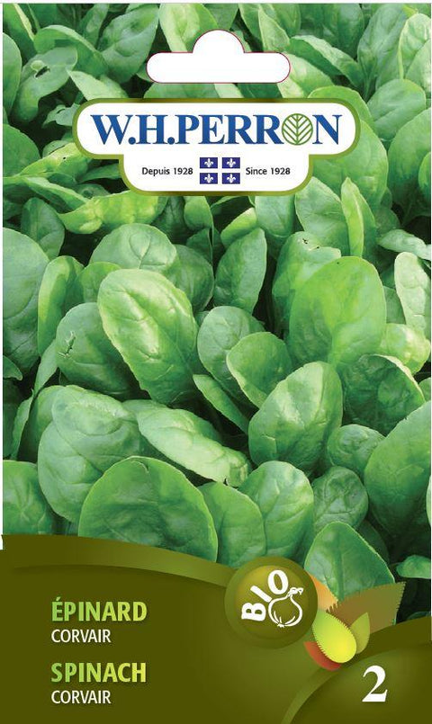 Spinach seeds Corvair Organic Seedling