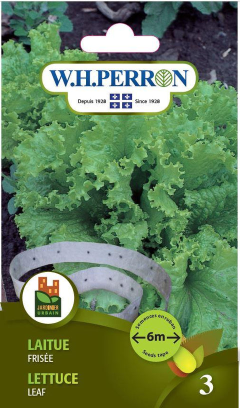 Green Curly Lettuce Seeds