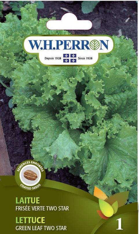 Green Curly Lettuce Seeds Two Stars